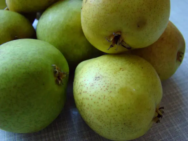 Pêra gênero comum de frutas — Fotografia de Stock