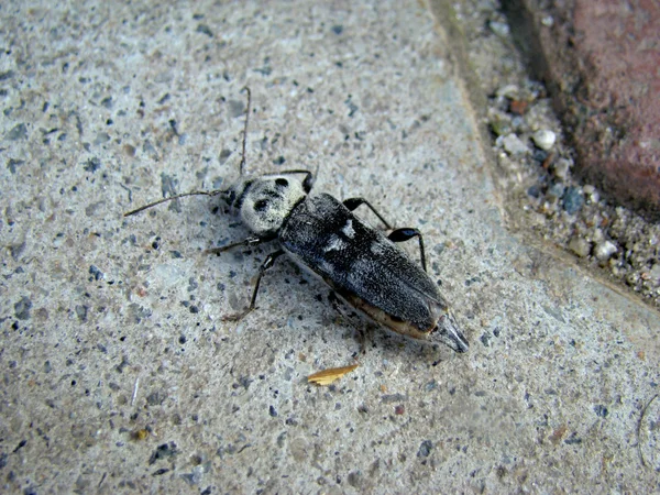 Shashel rovarok rágcsálók — Stock Fotó
