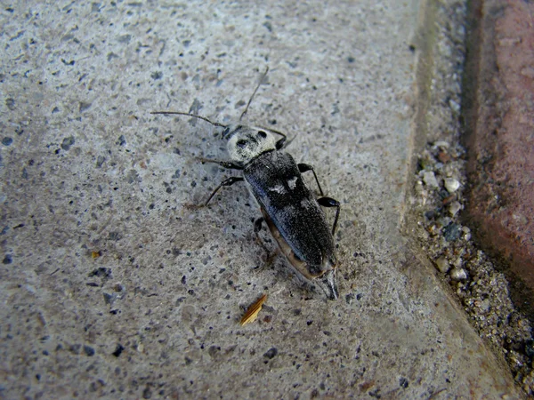 Shashel 昆虫の齧歯動物 — ストック写真