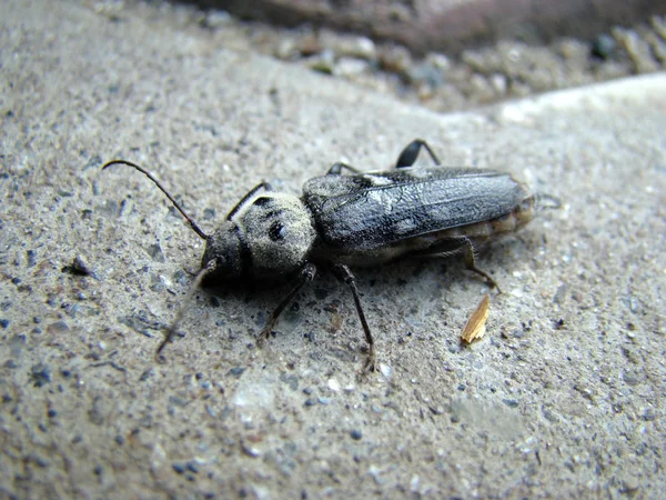 Shashel insecto roedor — Foto de Stock