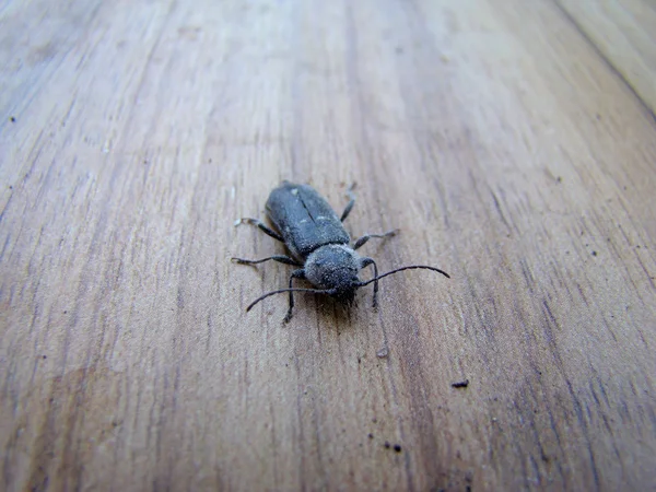 Shashel 昆虫の齧歯動物 — ストック写真