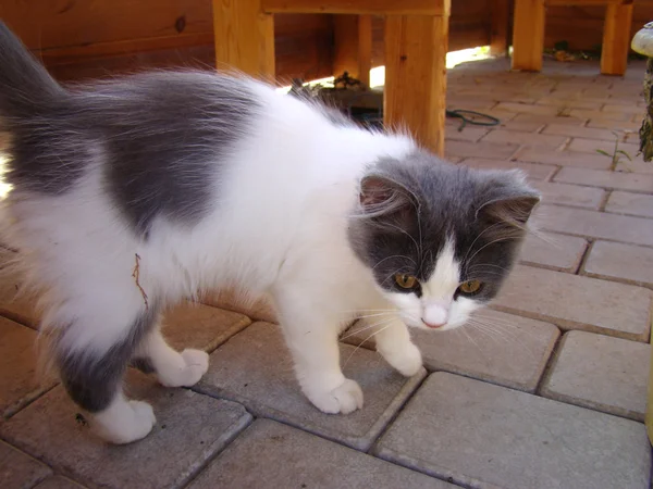 Yavru kedi küçük avcı — Stok fotoğraf
