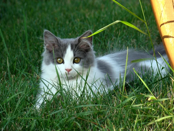 고양이 작은 육 식 동물 — 스톡 사진