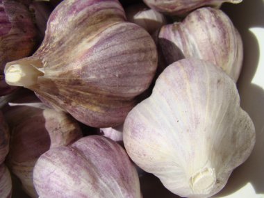 çok yıllık otsu bitki türü cins soğan.