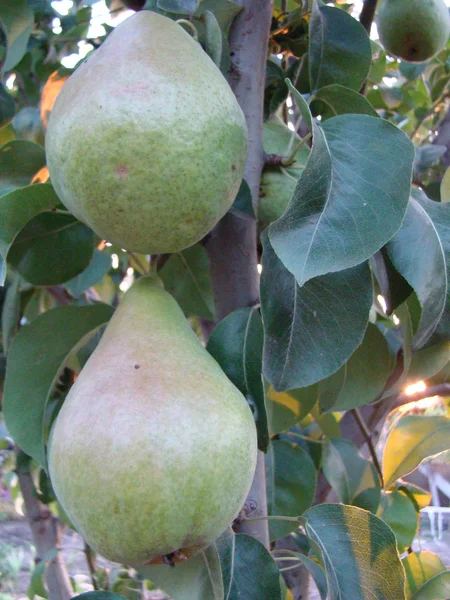 Tipo de pêra de fruta — Fotografia de Stock