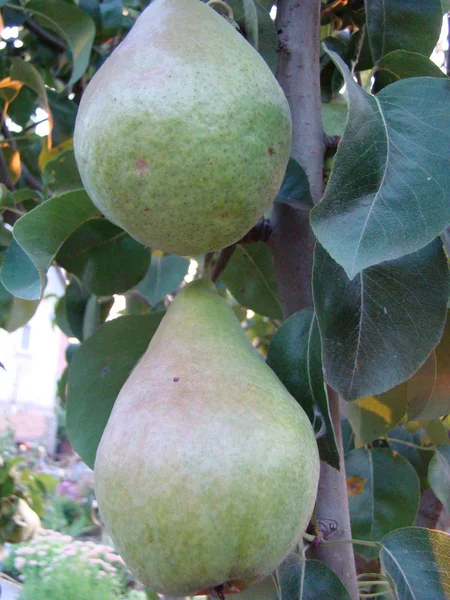 Pêra Madura Pendurada Árvore Fruta Madura Suculenta — Fotografia de Stock