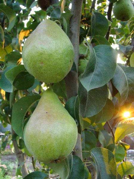 果物の梨の種類 — ストック写真