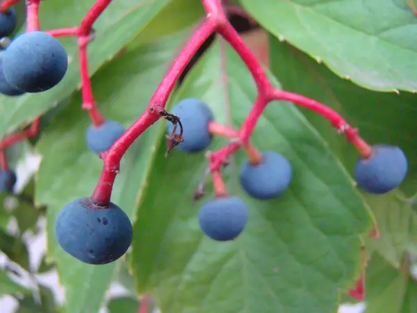 Uvas selvagens um gênero de plantas — Fotografia de Stock