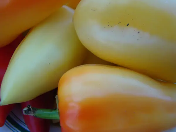 Pimentão Doce Vegetal Agricultura Planta Herbácea — Fotografia de Stock