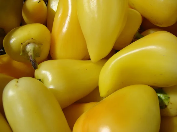 Paprika Ackergemüse Krautige Pflanze — Stockfoto