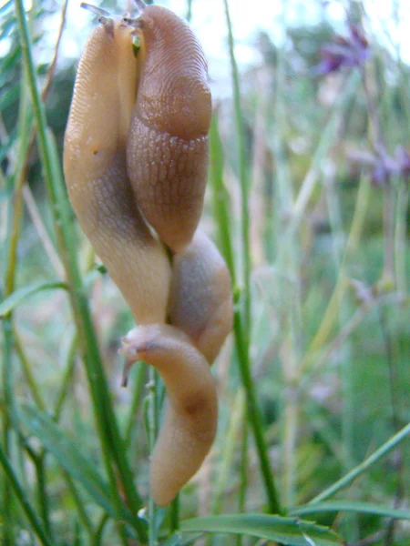 菜園の害虫としてのナメクジ ガストロポッド軟体動物 — ストック写真