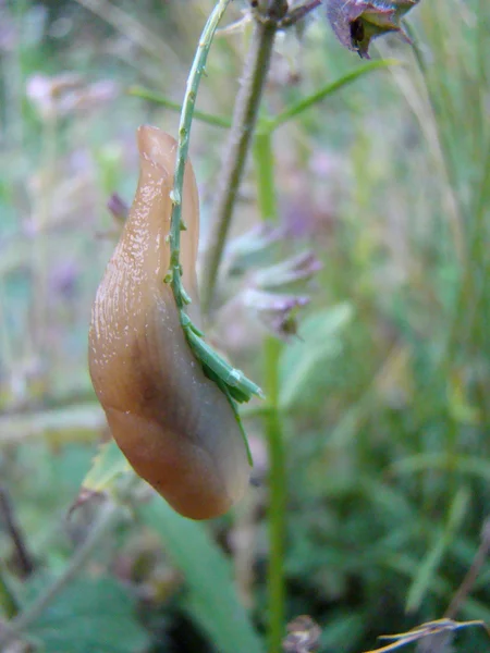 Meztelen Csigák Mint Növényi Kert Kártevői Gastropoda Puhatestú — Stock Fotó