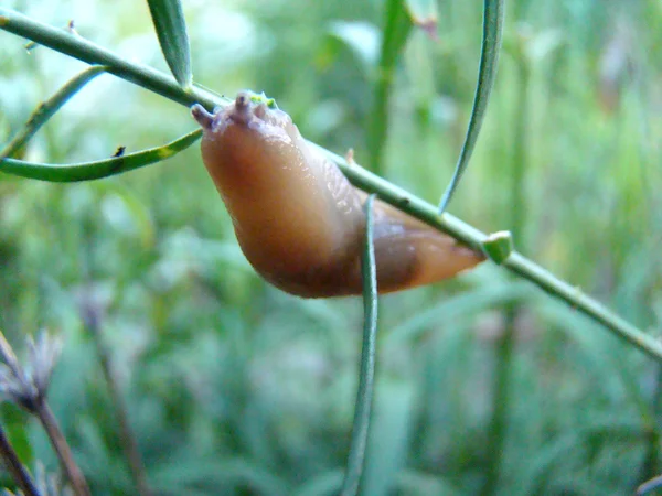 Meztelen Csigák Mint Növényi Kert Kártevői Gastropoda Puhatestú — Stock Fotó