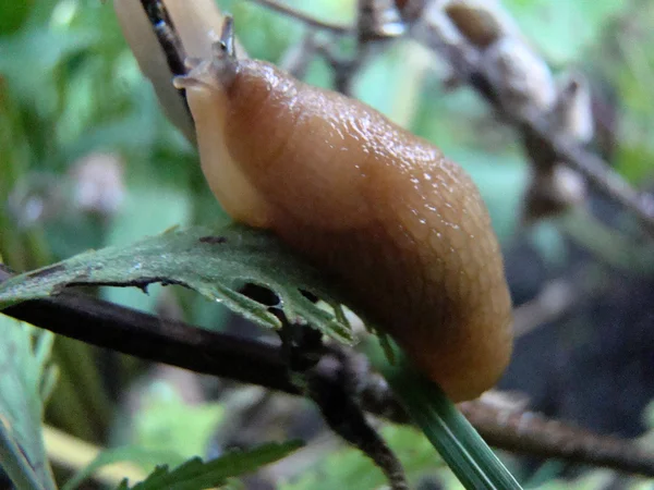 Lumache Come Parassiti Dell Orto Mollusco Gasteropode — Foto Stock