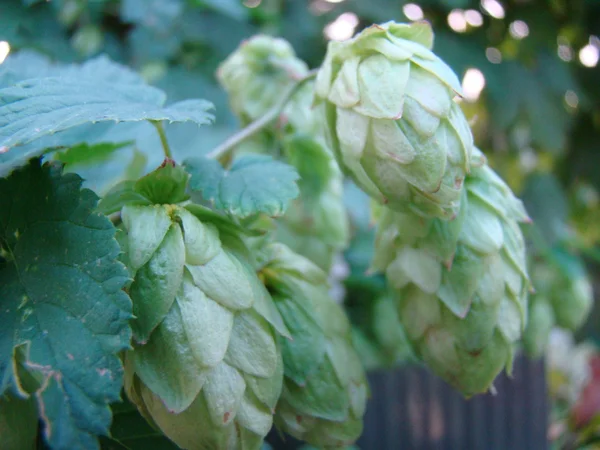 Hopfen Ist Eine Pflanzengattung Aus Der Familie Der Konopleva — Stockfoto