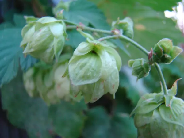 Houblon Est Genre Plantes Famille Des Konopleva — Photo