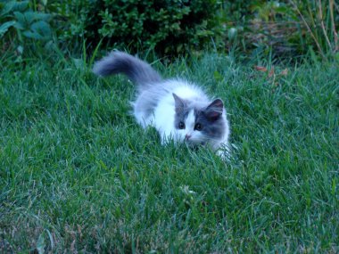 küçük kedicik kedi aile etçil bir memeli olduğu