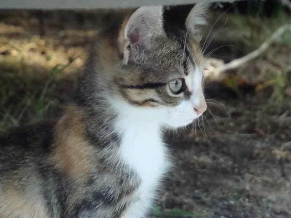 Маленька Кішка Ясоїдний Ссавець Родини Котів — стокове фото