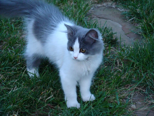 Weinig Kitty Een Vleesetende Zoogdier Uit Familie Van Kat — Stockfoto