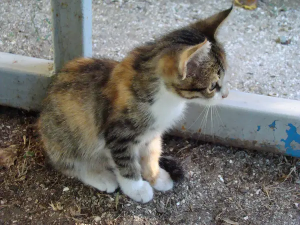 Küçük Kedicik Kedi Aile Etçil Bir Memeli Olduğu — Stok fotoğraf