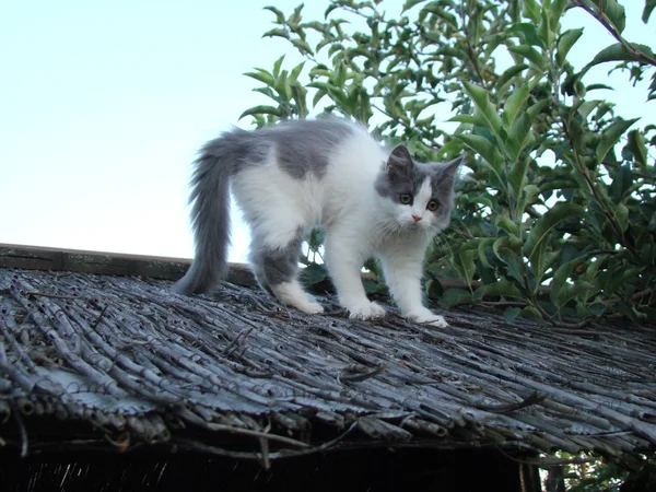 Gatinho Mamífero Carnívoro Família Gatos — Fotografia de Stock