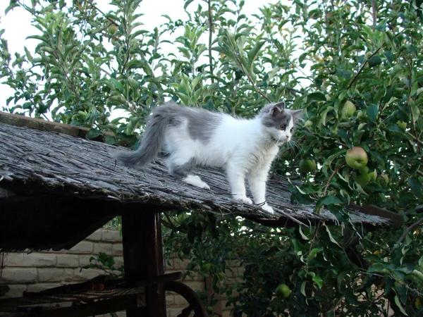 고양이 고양이 가족의 포유류 — 스톡 사진