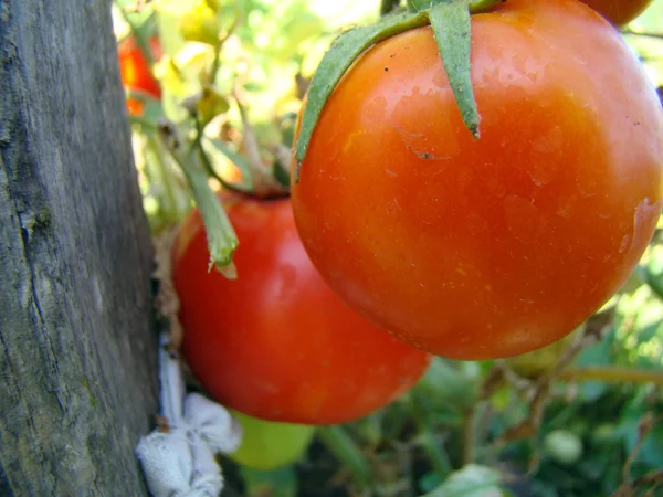 Cultura Vegetal Tomate Família Solanaceae — Fotografia de Stock