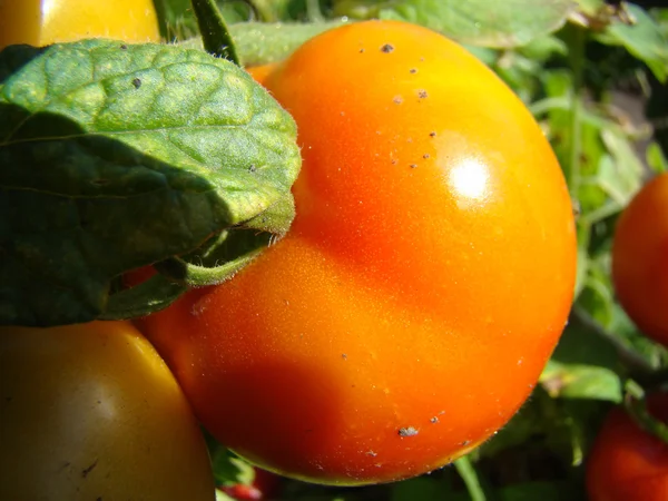 Cultura Vegetal Tomate Família Solanaceae — Fotografia de Stock