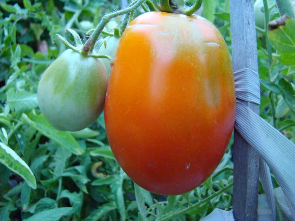 Coltura Pomodoro Della Famiglia Delle Solanaceae — Foto Stock