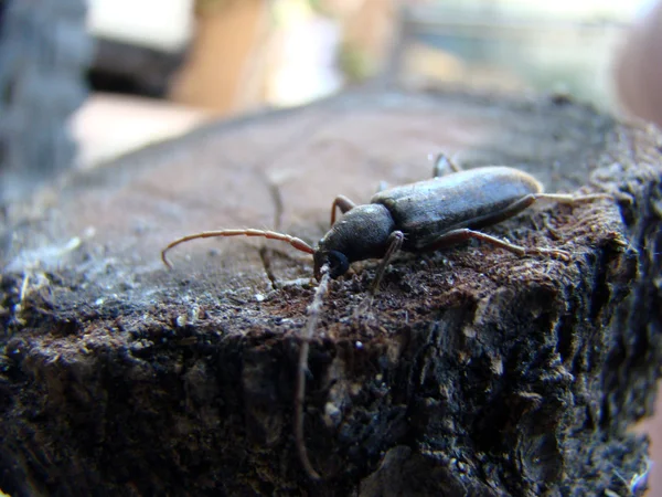 云杉树皮甲虫摆姿势的相机 — 图库照片