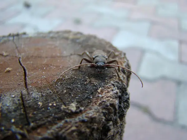 Çam Kabukları Böcek Kamera Için Poz — Stok fotoğraf