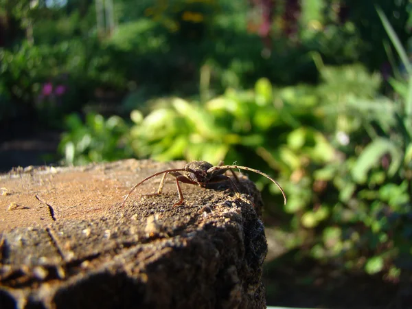 Çam Kabukları Böcek Kamera Için Poz — Stok fotoğraf