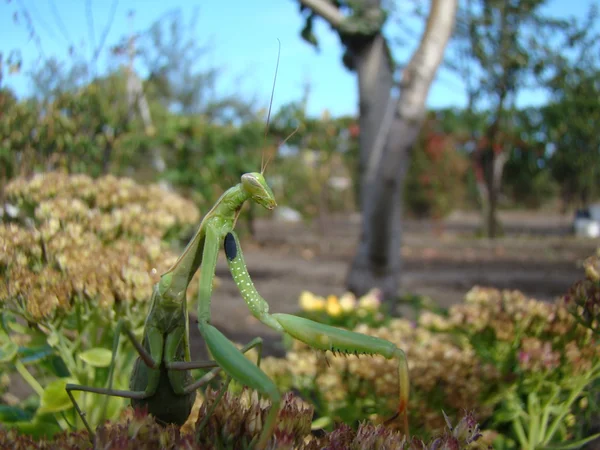 Mantis Bir Çiçek Üzerine Tırmanıyor Kamera Için Poz — Stok fotoğraf