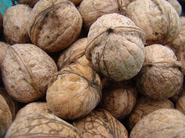 Walnoot Rijpe Gouden Vruchten Boomsoorten Van Het Geslacht Walnut — Stockfoto
