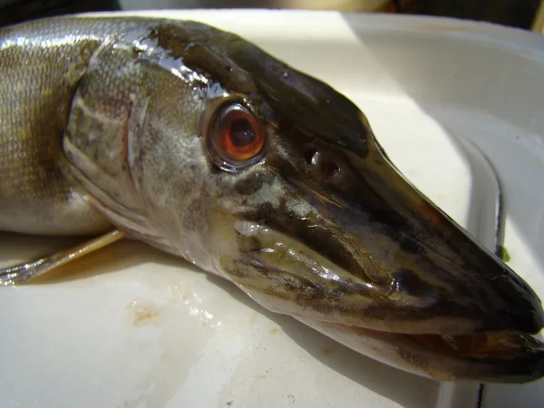 Lucio Común Agua Dulce Animal Carnívoro Peces Clase Rayada — Foto de Stock