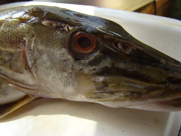 Luccio Comune Acqua Dolce Animale Carnivoro Pesci Con Pinne Raggiate — Foto Stock