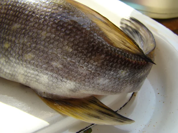 Lucio Común Agua Dulce Animal Carnívoro Peces Clase Rayada — Foto de Stock