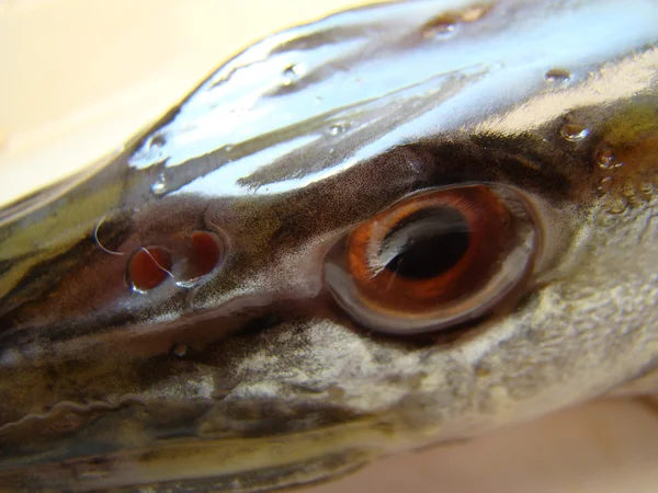 Πάικ Κοινό Γλυκό Νερό Σαρκοφάγα Ζώα Κλάσης Ακτίνων Ψάρια — Φωτογραφία Αρχείου