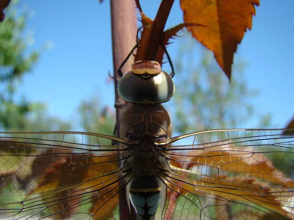 Libellule Assoit Sur Tige Posant Pour Caméra — Photo