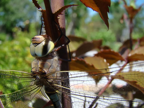 Dragonfly Siedzi Łodyży Stwarzających Dla Kamery — Zdjęcie stockowe