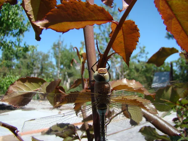 Libellule Assoit Sur Tige Posant Pour Caméra — Photo