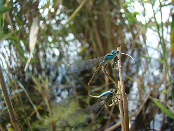 Dragonfly Carnivora Well Flying Insects Inhabit River Pools Ponds — Stock Photo, Image