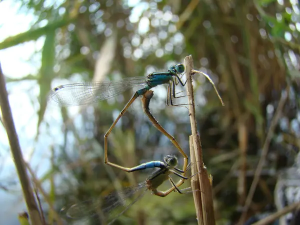 Libélula Carnivora Insecto Volador Que Habita Las Piscinas Estanques Del — Foto de Stock