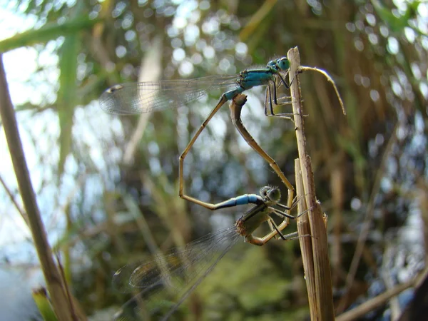 トンボ カルニヴォラ 川のプールや池に生息するよく飛ぶ昆虫 — ストック写真