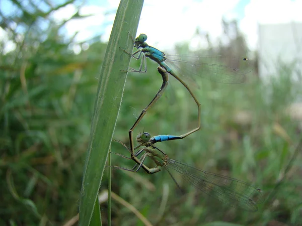 Dragonfly Masožravora Dobře Létající Hmyz Který Obývají Říční Bazény Rybníky — Stock fotografie