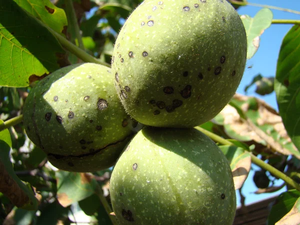 Nozes Frutas Amadurecem Árvore Naturalmente — Fotografia de Stock