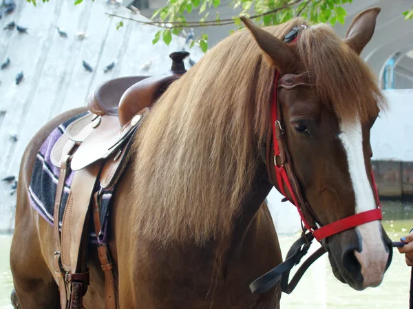 Cavalo Domesticado Animal Casco Trevo Forma Transporte — Fotografia de Stock