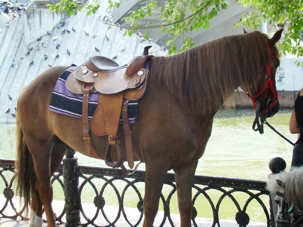 Cavalo Domesticado Animal Casco Trevo Forma Transporte — Fotografia de Stock