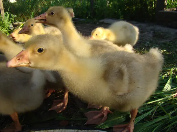 Giovani Goslings Una Gabbia Della Stessa Età Piccolo Gruppo — Foto Stock