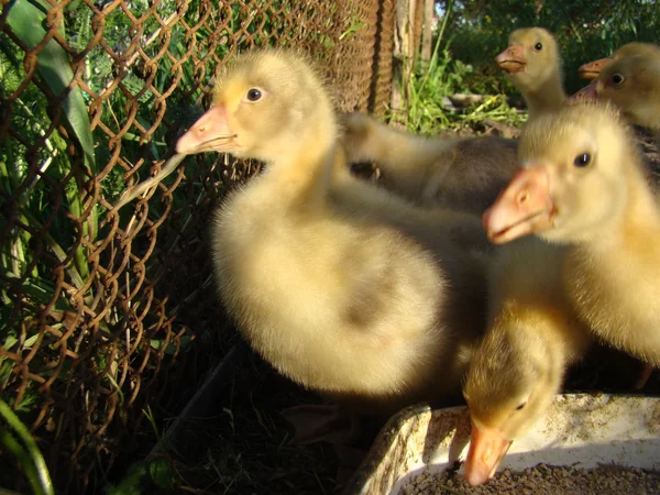 Fiatal Goslings Egy Ketrecben Azonos Korú Egy Kis Csoport — Stock Fotó